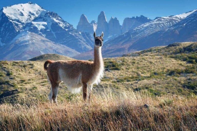 Explorez la Patagonie : Un Paradis pour les Aventuriers