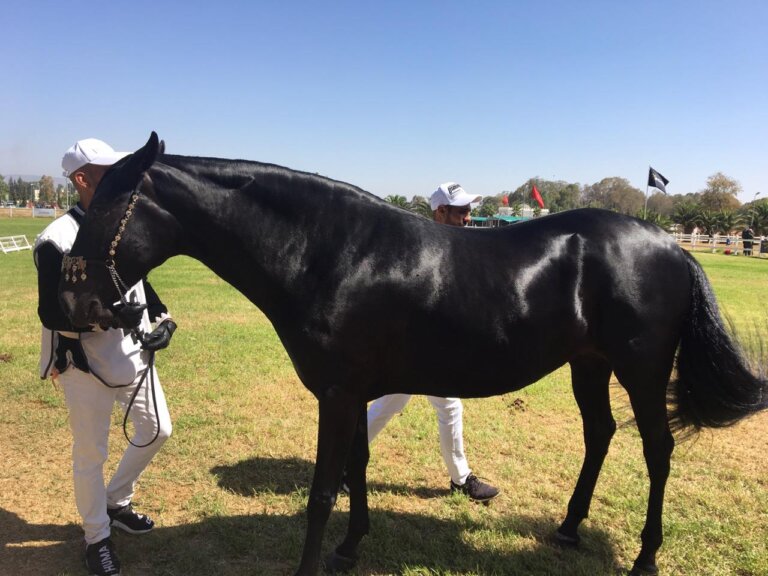 Horses in Morocco: A Symbol of Nobility, Heritage, and National Pride