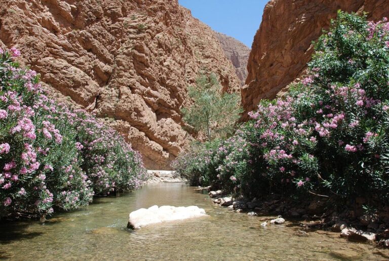 Printemps 2025 au Maroc : 10 Activités Incontournables pour Un Voyage Inoubliable